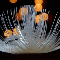 Buy canvas prints of Bokeh on Feather by Charlotte Moon