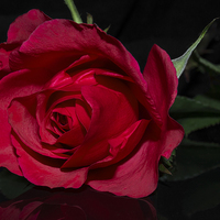 Buy canvas prints of  Red Red Rose by Charlotte Moon