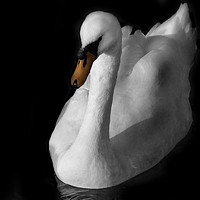 Buy canvas prints of Swan by Charlotte Moon