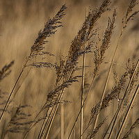 Buy canvas prints of Reeds by Charlotte Moon