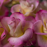 Buy canvas prints of Pink Petals by Charlotte Moon