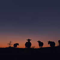 Buy canvas prints of Cow Sunset by Charlotte Moon