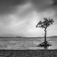 Buy canvas prints of The Lone Tree by Charlotte Moon