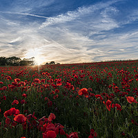 Buy canvas prints of Poppies by Charlotte Moon