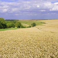 Buy canvas prints of Field of Wheat on Yorkshire Wolds by Richard Pinder
