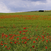 Buy canvas prints of Poppies in the Oilseed Rape by Richard Pinder