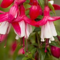 Buy canvas prints of  Fuchsia Flowers by Richard Pinder