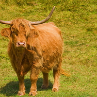 Buy canvas prints of  Highland Cow by Richard Pinder