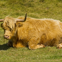 Buy canvas prints of   Highland Cow by Richard Pinder