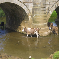 Buy canvas prints of  Cows Paddling in a River by Richard Pinder