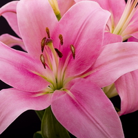 Buy canvas prints of  Oriental Pink Lilly by Richard Pinder