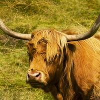 Buy canvas prints of   Highland Cow by Richard Pinder