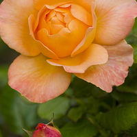 Buy canvas prints of  Yellow Peace Rose by Richard Pinder