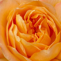 Buy canvas prints of Beautiful Yellow Peace Rose  by Richard Pinder