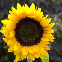 Buy canvas prints of  Sunflower by Richard Pinder