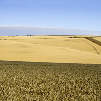 Buy canvas prints of  Yorkshire Wolds at Harvest Time by Richard Pinder