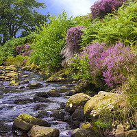 Buy canvas prints of Wheeldale Gill by Richard Pinder