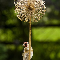 Buy canvas prints of Goldfinch by Richard Pinder