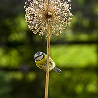 Buy canvas prints of Blue Tit by Richard Pinder