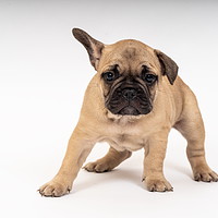 Buy canvas prints of French Bulldog Puppy, Theodore Bastille by Richard Pinder
