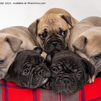 Buy canvas prints of French Bulldog Puppies by Richard Pinder