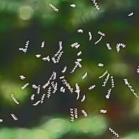 Buy canvas prints of Tiny Flies Sync in Motion  by Teresa Cooper
