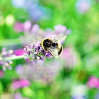Buy canvas prints of A bee tops a lavender stalk by Teresa Cooper