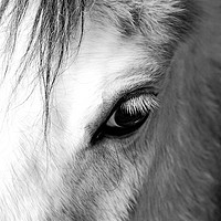 Buy canvas prints of The eye of a white horse - Mirror to the soul by Teresa Cooper