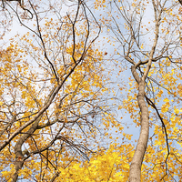 Buy canvas prints of autumn leaves on trees by Arletta Cwalina