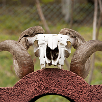 Buy canvas prints of Large ram antlers on skull by Arletta Cwalina