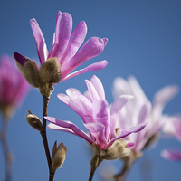 Buy canvas prints of Vibrant pink Magnolia flowers by Arletta Cwalina