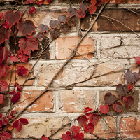 Buy canvas prints of Red ivy leaves creeper by Arletta Cwalina