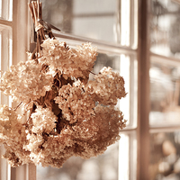 Buy canvas prints of hortensia old dried bouquet hang in window  by Arletta Cwalina