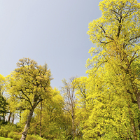 Buy canvas prints of Green spring trees vibrant nature by Arletta Cwalina
