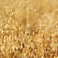 Buy canvas prints of Odonata or dragonfly on oat by Arletta Cwalina