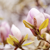 Buy canvas prints of Magnolia beauty flowering in spring by Arletta Cwalina