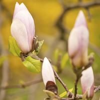 Buy canvas prints of Pink Magnolia buds grow by Arletta Cwalina