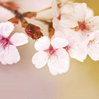 Buy canvas prints of Blooming fairy cherry tree flowers by Arletta Cwalina
