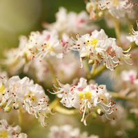 Buy canvas prints of chestnut tree blossoms anthers by Arletta Cwalina