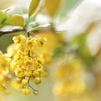 Buy canvas prints of Berberis yellow flowering shrub detail by Arletta Cwalina