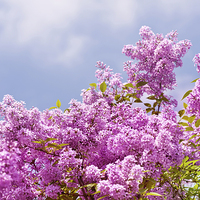 Buy canvas prints of Lilac vibrant pink bunches shrub by Arletta Cwalina