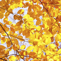 Buy canvas prints of Autumn beech Fagus foliage by Arletta Cwalina