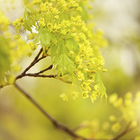Buy canvas prints of Acer flowering twig detail by Arletta Cwalina