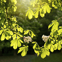 Buy canvas prints of Flowering Aesculus horse chestnut by Arletta Cwalina