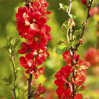 Buy canvas prints of Chaenomeles shrub red flowering by Arletta Cwalina