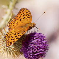 Buy canvas prints of Fabriciana adippe butterfly sitting  by Arletta Cwalina