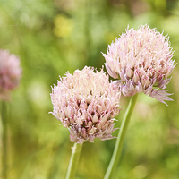 Buy canvas prints of Pink chives flowering plant detail by Arletta Cwalina