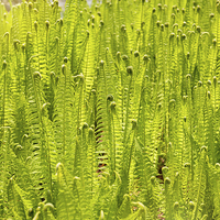 Buy canvas prints of Fern foliage meadow abstract by Arletta Cwalina