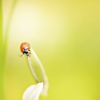 Buy canvas prints of Ladybug red beauty on grass by Arletta Cwalina