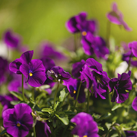 Buy canvas prints of Purple pansies flowering bunch by Arletta Cwalina
